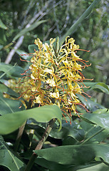 Image showing Ginger flower