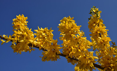 Image showing Yellow forsythia