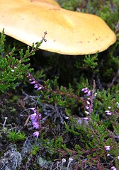 Image showing Mushroom on the bottom of the wood within heather