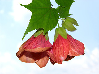 Image showing Two blooms of a abutilon with blue sky in the background