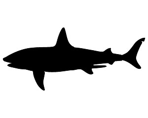 Image showing Basking shark