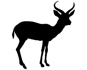 Image showing Black antilope
