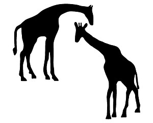 Image showing Detailed and isolated illustration of two giraffes 