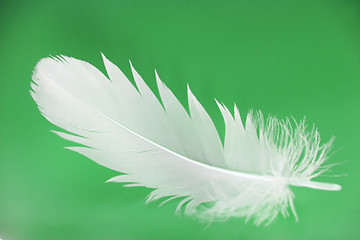 Image showing feather close-up