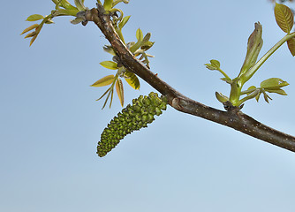 Image showing Walnut blooms