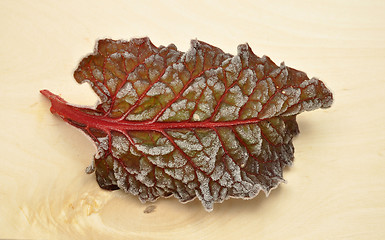 Image showing Detailed but simple image of iced Red chard