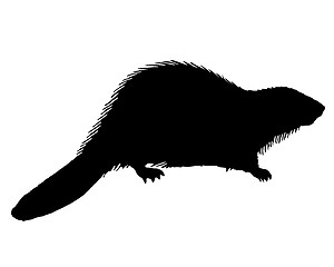 Image showing Black Beaver