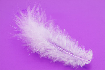 Image showing feather close-up