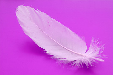 Image showing feather close-up