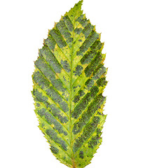 Image showing Green autumn leaf in the foreground of white background