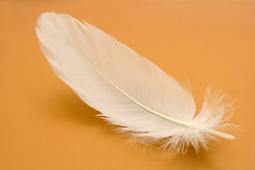 Image showing feather close-up