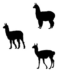 Image showing Lama, Alpaca, Guanaco