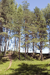 Image showing pine-trees