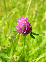 Image showing Cutout with the bloom of red clover