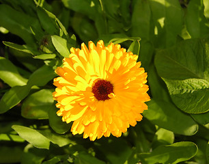 Image showing Bloom of a calendula in a close-up view with leaves