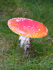 Image showing One big fly agaric in the graslands