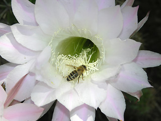 Image showing cactus bloom with bee serching for food