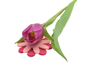 Image showing Pink tulip