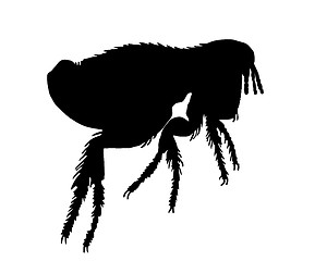 Image showing The black silhouette of a dog flea