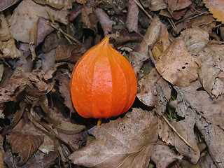 Image showing Orange lantern of Physalis alkekengi on brown autumn leaves