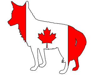 Image showing Coyote Canada