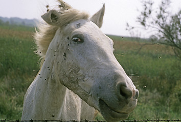 Image showing Head of horse with flys