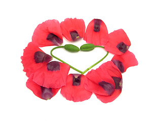 Image showing Heart out of  poppy buds with petals on white