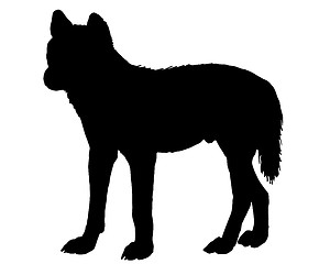 Image showing Australian Dingo