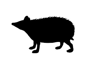 Image showing The black silhouette of a hedgehog on white