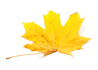 Image showing Autumn yellow maple leaf