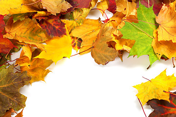 Image showing Autumn maple-leafs