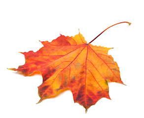Image showing Red autumn maple-leaf