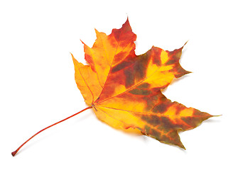 Image showing Orange autumn maple leaf