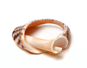 Image showing Broken rapana shell on white background