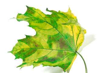 Image showing Yellowed maple-leaf 