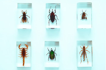 Image showing Collection of insects