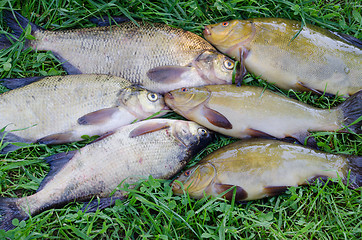Image showing close up of shiny tench and bream on the meadow 