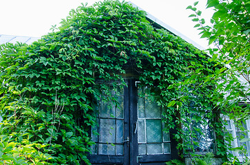 Image showing old rural entrance doors covered green creepers  