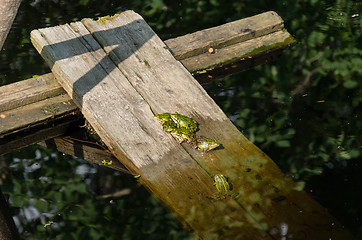 Image showing group of little green frog 