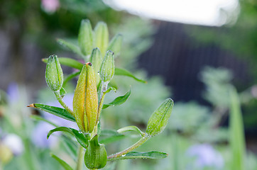 Image showing lily (Lilium) bud on rainy day spring 