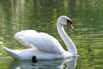 Image showing Beautiful swan 