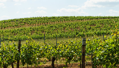 Image showing Tokay grapes