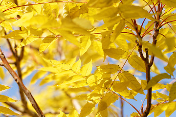 Image showing Colorful leaves