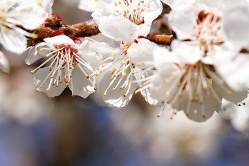 Image showing Blossom