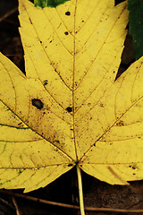 Image showing Yellow leaves