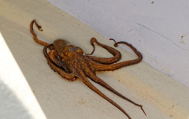 Image showing Octopus