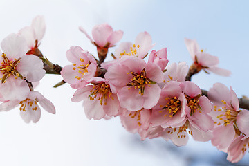 Image showing Tree flowering