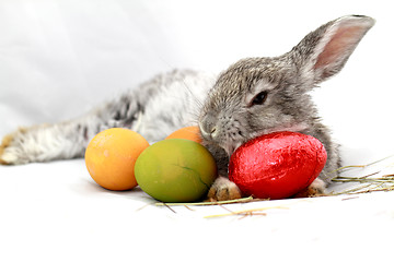 Image showing Gray rabbit