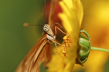 Image showing Orange butterfly