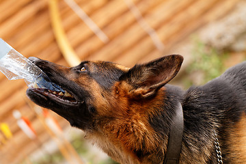 Image showing German shepherd dog